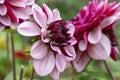 Garden Dahlia Creme de Cassis waterlily-shaped lavender flowers